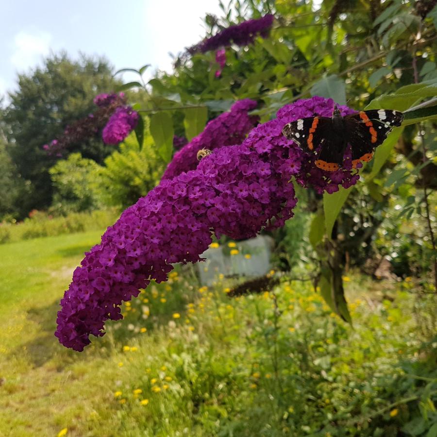 Domaine De La Chesnaie Bed and Breakfast Josselin Eksteriør billede